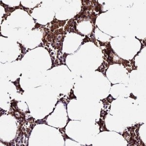 Anti-YPEL5 antibody produced in rabbit 