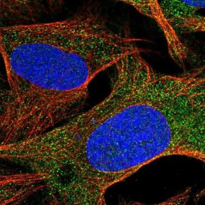 Anti-YPEL5 antibody produced in rabbit 