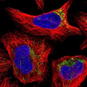 Anti-YRDC antibody produced in rabbit 