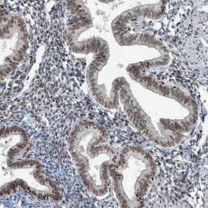 Anti-YTHDC1 antibody produced in rabbit 