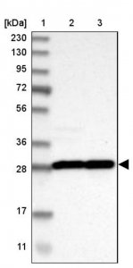 Anti-YWHAB antibody produced in rabbit HPA007925-100UL