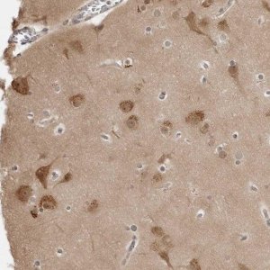 Anti-YWHAG antibody produced in rabbit 