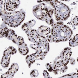 Anti-YY1 antibody produced in rabbit 
