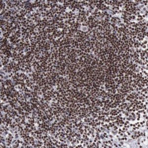 Anti-YY1 antibody produced in rabbit 