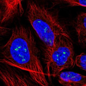 Anti-YY1AP1 antibody produced in rabbit 