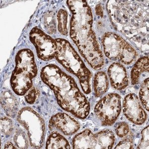 Anti-ZAR1L antibody produced in rabbit 