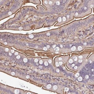 Anti-ZBED3 antibody produced in rabbit 