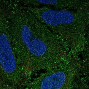 Anti-ZBED3 antibody produced in rabbit 