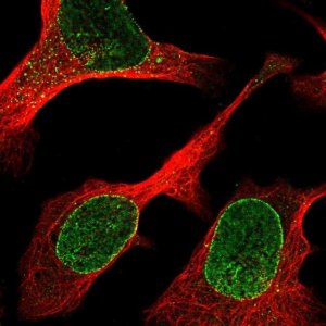 Anti-ZBED6CL antibody produced in rabbit 