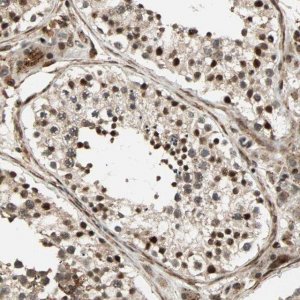 Anti-ZBED9 antibody produced in rabbit 