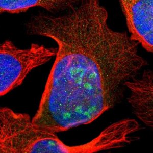Anti-ZBED9 antibody produced in rabbit 