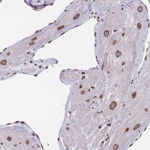 Anti-ZBTB1 antibody produced in rabbit 