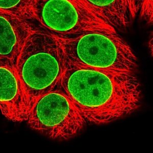 Anti-ZBTB1 antibody produced in rabbit 