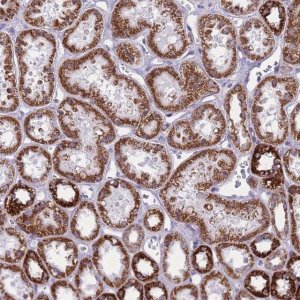 Anti-ZBTB24 antibody produced in rabbit 