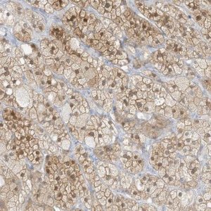 Anti-ZBTB41 antibody produced in rabbit 