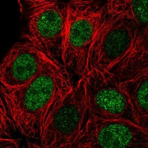 Anti-ZBTB42 antibody produced in rabbit 