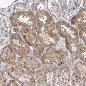Anti-ZBTB48 antibody produced in rabbit 