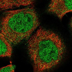Anti-ZBTB48 antibody produced in rabbit 