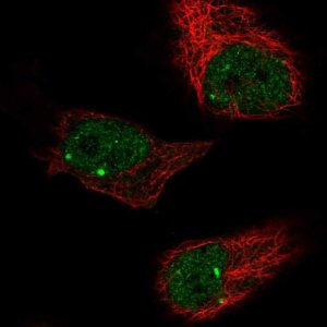Anti-ZBTB5 antibody produced in rabbit 