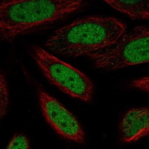 Anti-ZBTB6 antibody produced in rabbit 