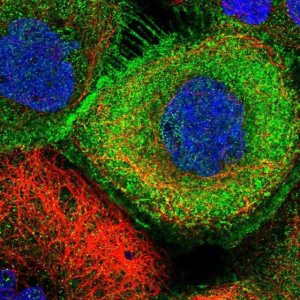 Anti-ZBTB8OS antibody produced in rabbit 