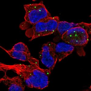 Anti-ZC3H10 antibody produced in rabbit 