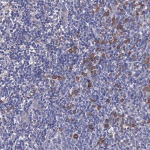Anti-ZC3H12B antibody produced in rabbit 