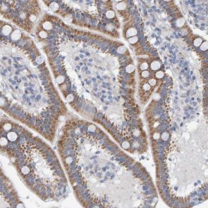 Anti-ZC3H3 antibody produced in rabbit 