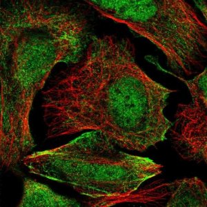 Anti-ZC3H4 antibody produced in rabbit 