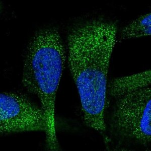 Anti-ZC3H7A antibody produced in rabbit 