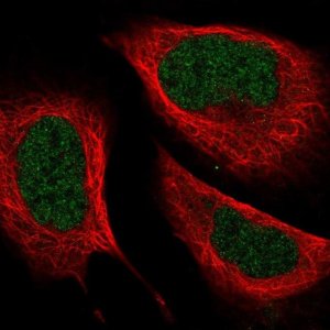 Anti-ZC3H8 antibody produced in rabbit 