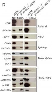 Anti-ZC3HAV1 antibody produced in rabbit 