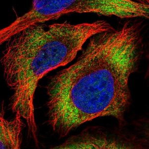 Anti-ZC3HAV1L antibody produced in rabbit 