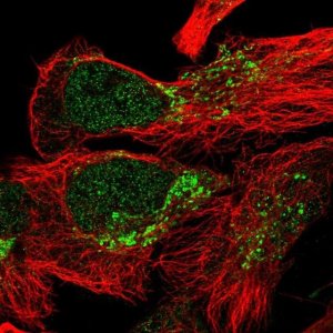 Anti-ZCCHC24 antibody produced in rabbit 