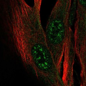 Anti-ZCWPW2 antibody produced in rabbit 