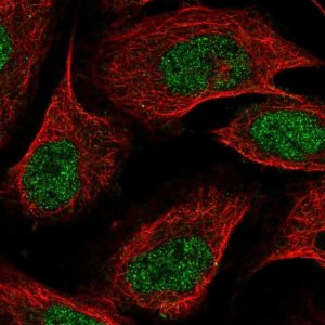 Anti-ZDBF2 antibody produced in rabbit 