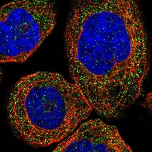 Anti-ZDHHC13 antibody produced in rabbit 