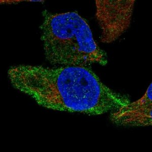 Anti-ZDHHC22 antibody produced in rabbit 