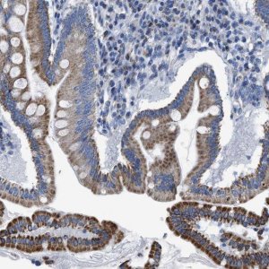Anti-ZDHHC3 antibody produced in rabbit 