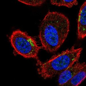 Anti-ZDHHC7 antibody produced in rabbit 