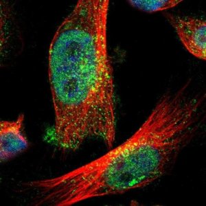 Anti-ZFAND3 antibody produced in rabbit 