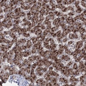 Anti-ZFAND6 antibody produced in rabbit 