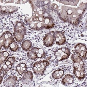 Anti-ZFHX3 antibody produced in rabbit 