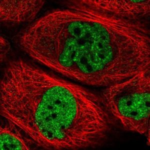 Anti-ZFP14 antibody produced in rabbit 