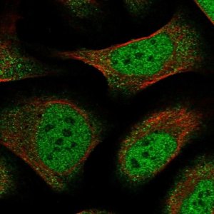 Anti-ZFP28 antibody produced in rabbit 