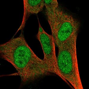 Anti-ZFP3 antibody produced in rabbit 
