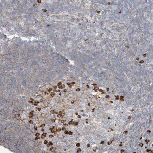 Anti-ZFP30 antibody produced in rabbit 