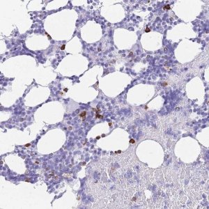 Anti-ZFP37 antibody produced in rabbit 