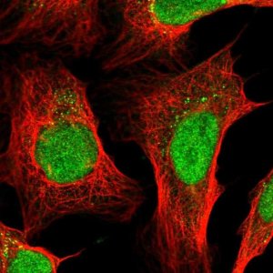 Anti-ZFP37 antibody produced in rabbit 
