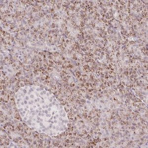 Anti-ZFP41 antibody produced in rabbit 